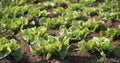 Field of lettuce