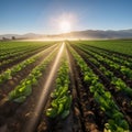 Field of lettuce is being watered by sprinkler Royalty Free Stock Photo