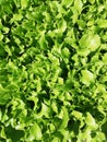 Field of lettuce full frame,nursery lettuce ful frame,young plant lettuce, green natural salad background,a garden planted with le