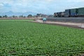 Field of Lettuce and a train, Yuma, Arizona Royalty Free Stock Photo