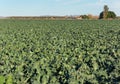 Field of Lettuce, Yuma, Arizona Royalty Free Stock Photo