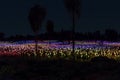 Field of Lights art installation