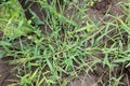 In the field, like a weed, grows Digitaria sanguinalis Royalty Free Stock Photo
