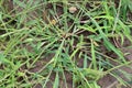 In the field, like a weed, grows Digitaria sanguinalis Royalty Free Stock Photo