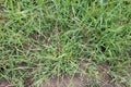 In the field, like a weed, grows Digitaria sanguinalis Royalty Free Stock Photo