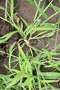 In the field, like a weed, grows Digitaria sanguinalis Royalty Free Stock Photo