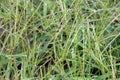 In the field, like a weed, grows Digitaria sanguinalis Royalty Free Stock Photo