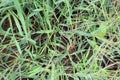 In the field, like a weed, grows Digitaria sanguinalis Royalty Free Stock Photo