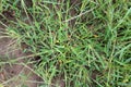 In the field, like a weed, grows Digitaria sanguinalis Royalty Free Stock Photo