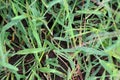 In the field, like a weed, grows Digitaria sanguinalis Royalty Free Stock Photo