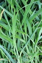 In the field, like a weed, grows Digitaria sanguinalis Royalty Free Stock Photo