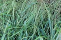 In the field, like a weed, grows Digitaria sanguinalis Royalty Free Stock Photo