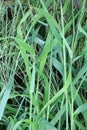 In the field, like a weed, grows Digitaria sanguinalis Royalty Free Stock Photo