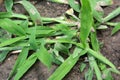 In the field, like a weed, grows Digitaria sanguinalis Royalty Free Stock Photo