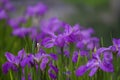 A field of lilac iris flower in blossom