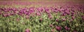 Field of lilac Poppy Flowers in sunlight in early Summer