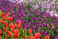 Field of lilac, purple, red tulips at sunset Floral background Tulip spring flowers concept Hello spring Royalty Free Stock Photo