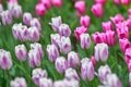 A field of lilac tulips on a sunny day. A variety of tulips Flaming Flag. Concept Spring