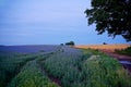 Field of Linseed at Dusk