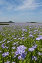 Field of Linseed or Flax in flower