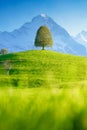 A field with a lone tree and high mountains in the background. Landscape in the daytime. Fields and meadows. Natural landscape in Royalty Free Stock Photo