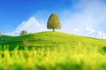 A field with a lone tree and high mountains in the background. Landscape in the daytime. Fields and meadows. Natural landscape in Royalty Free Stock Photo