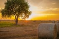 Field with lonely tree and haystacks after the harvest in the village at sunset time.Bereza,Brestskaya district.Belarus Royalty Free Stock Photo