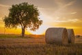 Field with lonely tree and haystacks after the harvest in the village at sunset time.Bereza,Brestskaya district.Belarus Royalty Free Stock Photo