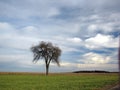Field and lonely tree under blue sky Royalty Free Stock Photo