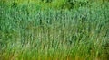 Field with long green colorful grass