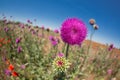 Field with a lot of blooming thistle plants, medicinal plants, single flower close-up, concept Royalty Free Stock Photo