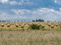 Field with a lot of grain rolls