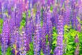 A field with a lot of lupine. Beautiful purple flowers in fresh summer greens