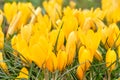 Field with a lot yellow crocuses.