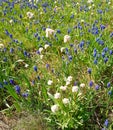 A field with lots of blue and white flowers, green leaves of different shapes, green grass, brown kidney.