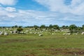 Field with lots of white stones and low bushes