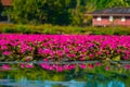 Field of lotus Royalty Free Stock Photo
