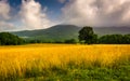 Field and low clouds over mountains at Cade's Cove, Great Smoky Royalty Free Stock Photo