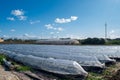 A field with low rows of plastic covered plants growing fruit and crops in the Maltese countryside