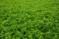 Field of Lucious Green Plants