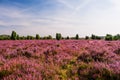 Field in Lueneburg Heath Royalty Free Stock Photo