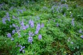 Field of lupine blooming on a wet day, Paradise at Mt. Rainier National Park, Washington State, USA