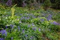 Field of lupine and corn lily blooming on a wet day, Paradise at Mt. Rainier National Park, Washington State, USA