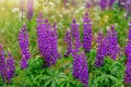 Lupinus, commonly known as lupin or lupine, is a genus of flowering plants in the legume family Royalty Free Stock Photo