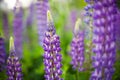Field of lupines Royalty Free Stock Photo