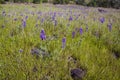 Field of Lupines and meadow grass. Royalty Free Stock Photo