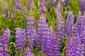A field of lupines. Violet and pink lupin in meadow. Colorful bunch of lupines summer flower background or greeting card. Summer Royalty Free Stock Photo