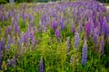 A field of lupines. Violet and pink lupin in meadow. Colorful bunch of lupines summer flower background or greeting card. Summer Royalty Free Stock Photo