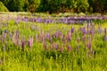 A field of lupines. Violet and pink lupin in meadow. Colorful bunch of lupines summer flower background or greeting card. Summer Royalty Free Stock Photo