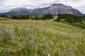 Field of lupins with mountains on the horizon at Waterton Lakes National Park Royalty Free Stock Photo